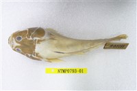 藏品(日本瞻星魚)的圖片